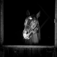 portrait de cheval noir et blanc