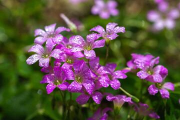 ムラサキカタバミの花　春のイメージ