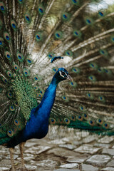 peacock with feathers