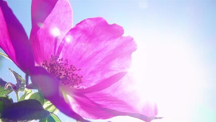 Wild rose flowers against blue sky. Sun rays go through rose petals. Slow motion. Beautiful nature in sunny day.
- Powered by Adobe