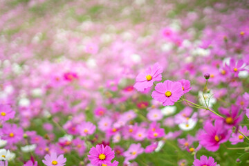 コスモスの花　秋の季節のイメージ