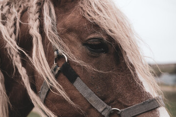 The head of a brown horse with a blond mane in close-up.