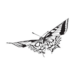 Illustration of butterfly sketch drawing grunge vector outline animal