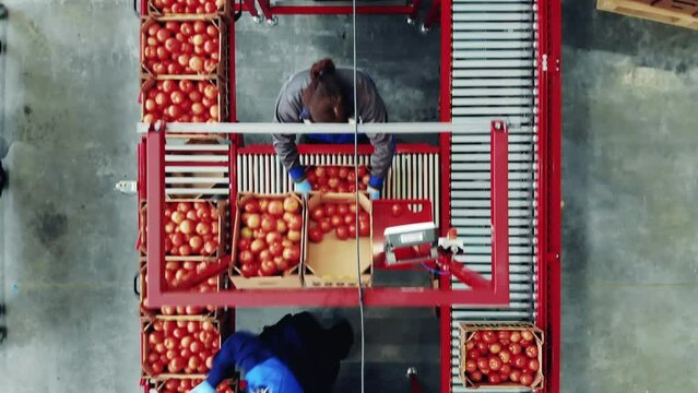 Female agriculturists are moving tomato boxes along the conveyor. Packaging process at a industrial factory.