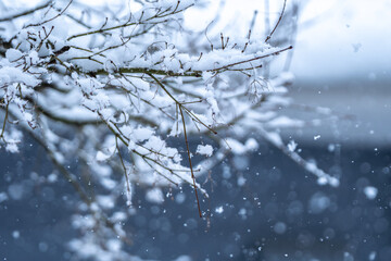 枝に積もる雪　冬のイメージ