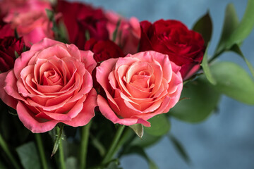 バラの花　室内スタジオ撮影