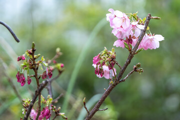 桜の花　春のイメージ