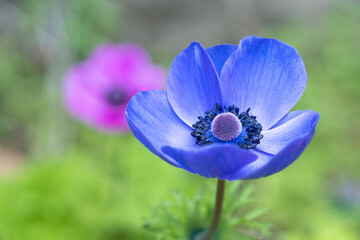 アネモネの花　春のイメージ