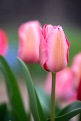 チューリップの花　春のイメージ