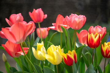 チューリップの花　春のイメージ