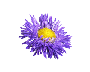 Purple aster flower isolated on white or transparent background