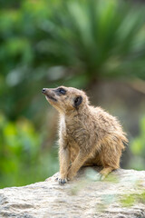 ミーアキャットのポートレート