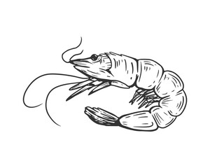 shrimp, sketch on a white background for the menu of fish restaurants, for packaging in markets and stores. Vector vintage illustration