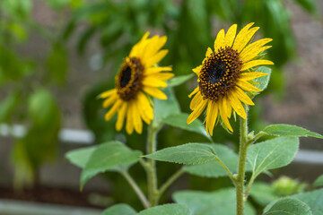 ひまわりの花　初夏のイメージ
