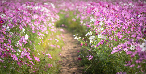 コスモスの花　コスモス畑　秋の季節のイメージ