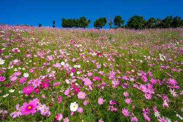 コスモスの花　コスモス畑　秋の季節のイメージ