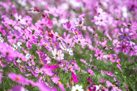 コスモスの花　コスモス畑　秋の季節のイメージ