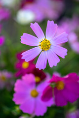 コスモスの花　コスモス畑　秋の季節のイメージ