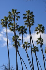 Obraz premium Group of palm trees scenery, blue sky with clouds background, sunny day