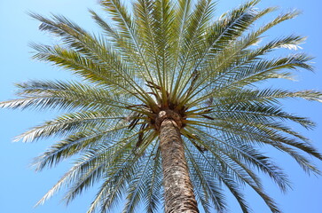 Fototapeta na wymiar Palm tree closeup, looking up, blue sky background