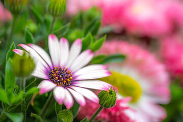 デイジーの花　春のイメージ