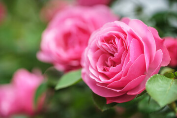 バラの花　満開　屋外撮影