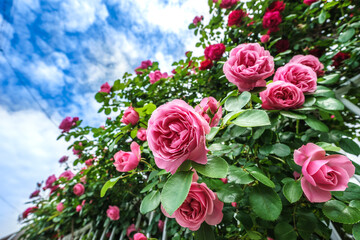 バラの花　満開　屋外撮影