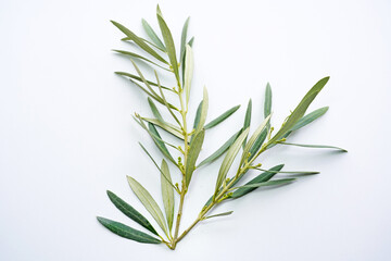 olive branch with flowers on isolated white background