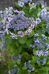 あじさいの花　梅雨の時期のイメージ