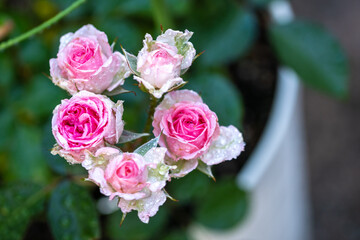 バラの花　満開　屋外撮影