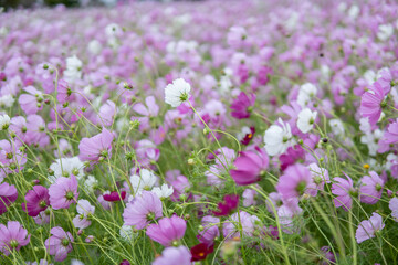 Naklejka premium コスモス畑 秋のイメージ