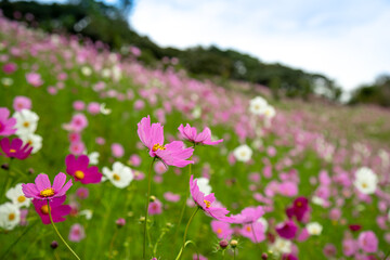 コスモス畑　秋のイメージ
