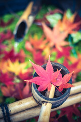紅葉とつくばい　秋の和風イメージ