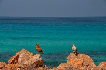 Fototapeta na wymiar Birds of prey vultures on the red rocks near the Uzimurd water of the Indian Ocean