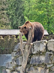 brown bear in the woods