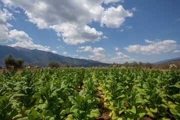 Potato cultivation on the background of blue cloudy sky and mountains