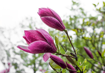 magnolia flowers with water drops on green background