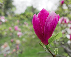magnolia flower on green bokeh