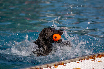 Hund hat Spaß im Freibad beim Schwimmen