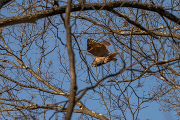 Great Horned Owl flies through the woods