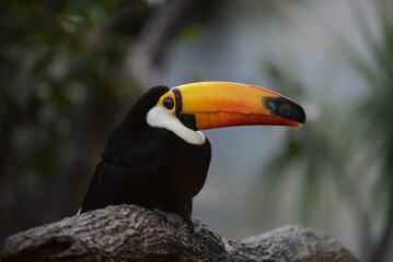 Photo of a toucan bird on a blurred tropical background