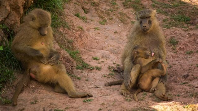 Baboons in nature setting
