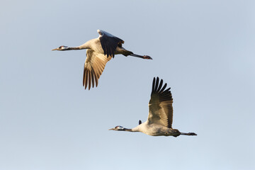 two common cranes (grus grus) in flight in evening sun - 583838804