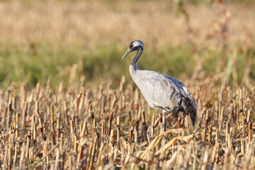 one common crane (grus grus) foraging in cultivated land - 583838849