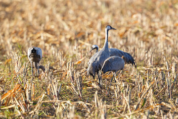 group of common cranes (grus grus) foraging in agricultural land - 583838852
