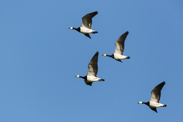 group of barnacle geese (branta leucopsis) in migratory flight