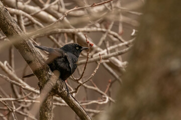 Rusty Blackbird hides in the thicket