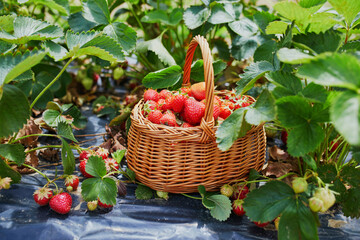Delicious red ripe strawberries in the basket