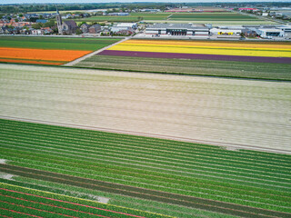 Aerial drone view of blooming tulip fields in Netherlands