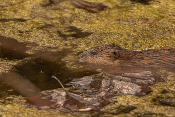 Muskrat swimming in the swamp